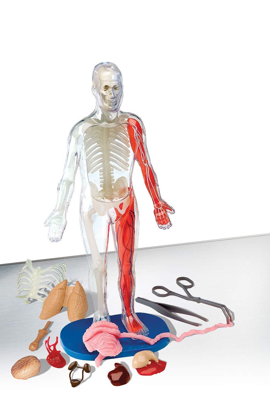 Jelly STEM Anatomy – Smart Kids Planet